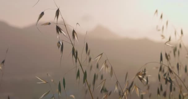 Prairie Grass Sways Wind Sunset Mountainous Region Background — 图库视频影像