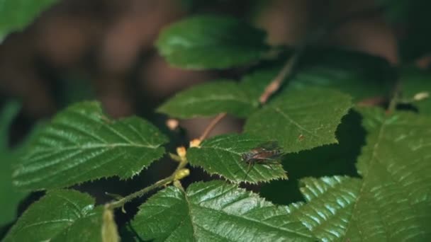 Bug Foliage Rainforest Daytime High Angle Shot — 图库视频影像