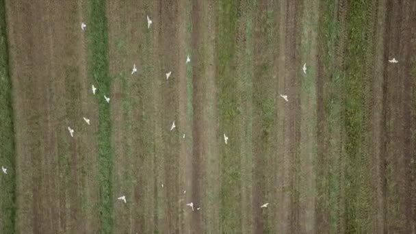 Birds Combine Harvester Harvesting Crops Unloading Grain Cart Tractor Aerial — Vídeo de Stock