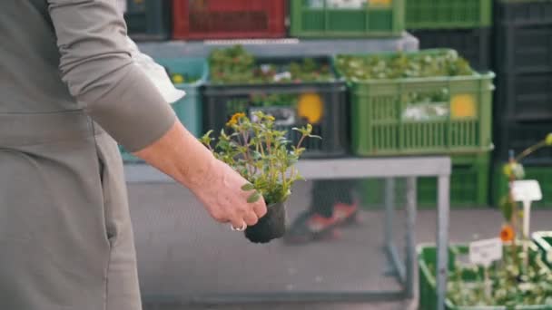 Female Holding Buying Small Pot Flowers Plant Market Medium Shot — Vídeo de stock