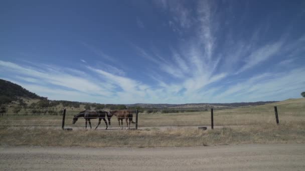 Wide Angle Cirrostratus Clouds Blue Sky Two Horses Walking Out — Stockvideo