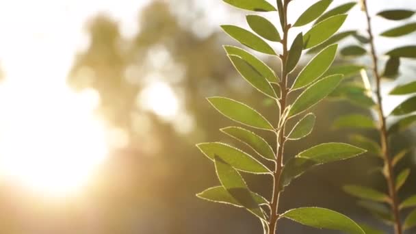 Time Lapse Plant Foregrund Sun Setting Dark — Video Stock