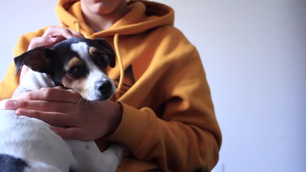 Millennial Petting His Little Dog While Sitting Chair — Αρχείο Βίντεο