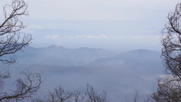 Dense Trees Pinal Volcanic Mountain Puebla Mexico — Video Stock