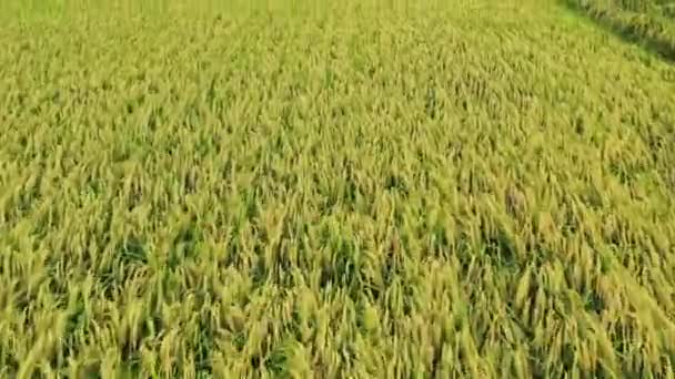 Letecké Záběry Rýžového Paddyho Pole Vedoucí Obytným Domům Doliu City — Stock video