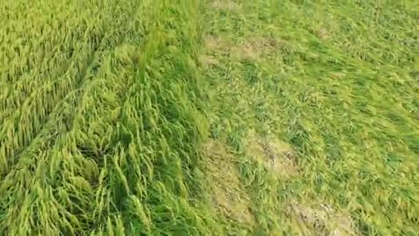 Aerial Drone Video Bird Eye View Rice Paddy Field Crops — Stock video