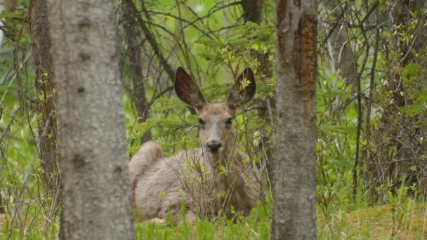 Deer Laying Woods — Video Stock