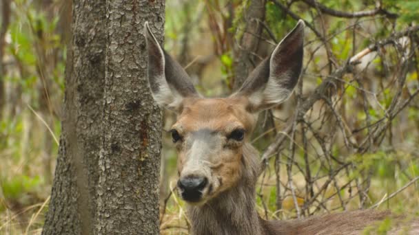 Deer Listening Watching Forest — Video Stock