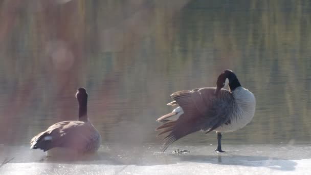 Geese Morning Water — Stok video