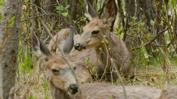 Deer Relaxing Together Regurgitating — Vídeos de Stock