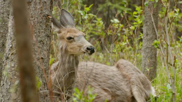 Deer Regurgitating While Relaxing Forest — Vídeos de Stock
