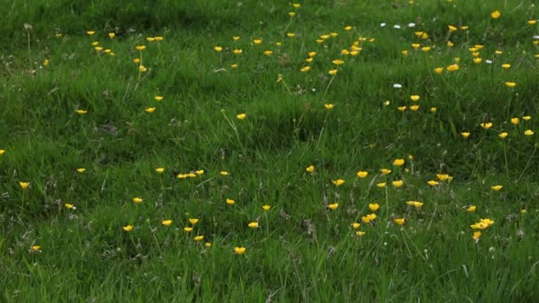 Buttercups Growing Field Wales — Αρχείο Βίντεο