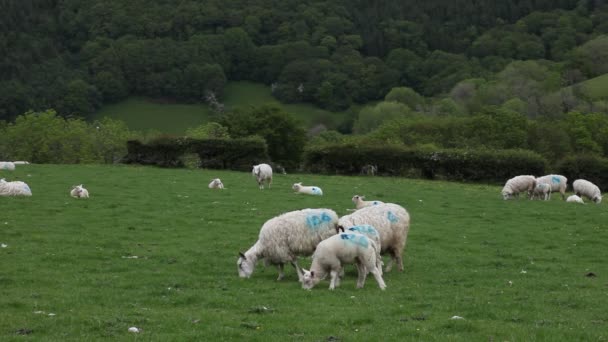 Sheep Grazing Field Wales — Stockvideo