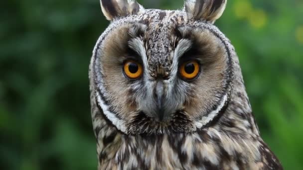 Closeup Long Eared Owl Asio Otus — Stockvideo