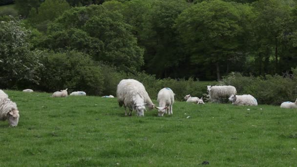 Flock Sheep Wales — Stock Video