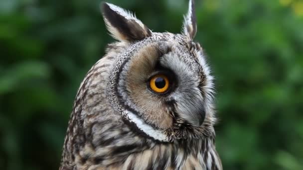 Long Eared Owl Asio Otus — Stok video