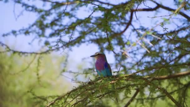 Маленький Птах Сидить Зелених Гілках Дерева Оглядається Навколо Африканському Сафарі — стокове відео