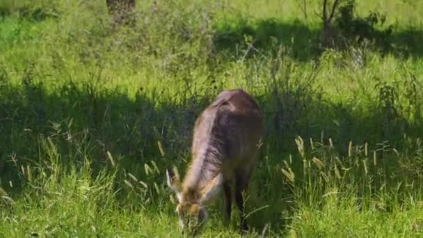 Young African Deer Eats Green Grass Looks Hot Sun African — ストック動画