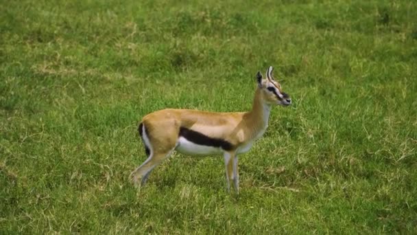 Young African Deer Eats Green Grass Looks Hot Sun African — ストック動画