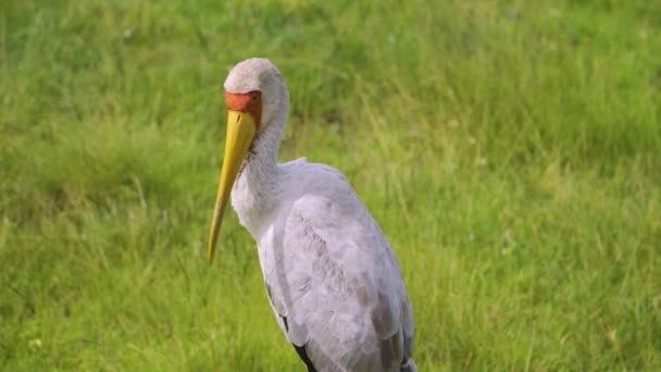 Big Bird Sits Green Grass Looks African Safari Hot Savanna — 图库视频影像