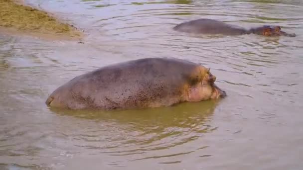 Hippos Resting Water Sun African Savanna — Vídeo de Stock