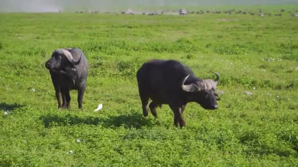 African Bulls Walk Savannah Safari Jeep Background Surrounded Wildlife — Vídeos de Stock