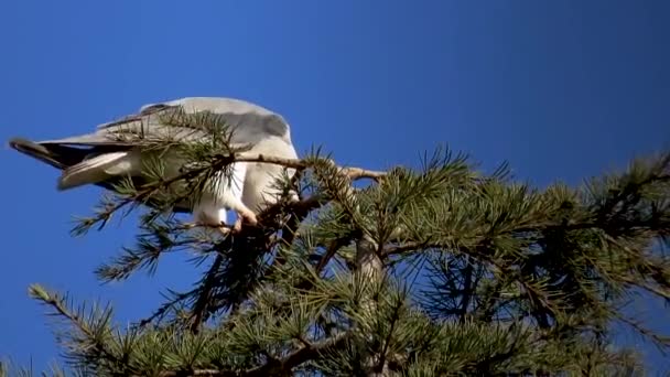 Black Shouldered Kite Jedzenie Myszy Szczycie Drzewa — Wideo stockowe