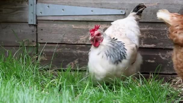 Light Sussex Hen Foraging Food Back Garden — Stock videók