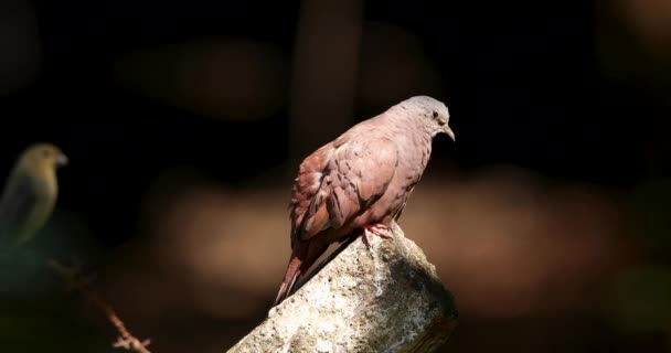 Rolinha Columbina Front Dark Background Spot Light Ruddy Ground Dove — Stock video