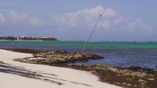 Beautiful Shoreline Tulum Mexico Bird Perched Old Mast Sticking Out — 비디오