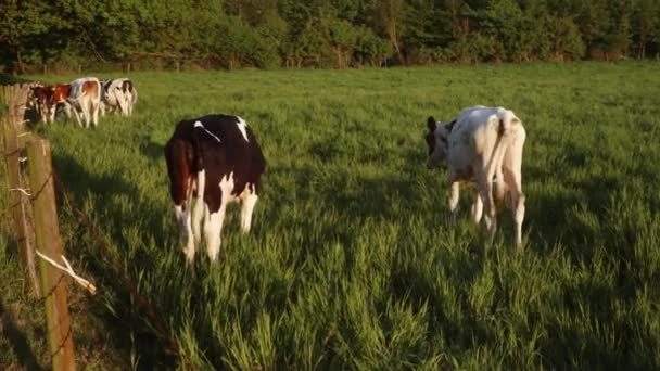 Cute Young Cows Start Running Playfully Green Meadow While Sun — Video Stock