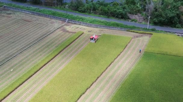 Aerial Drone Footage Cultivated Rice Paddy Field Farmer Harvesting Crops — Stock Video