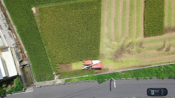 Imágenes Aéreas Drones Campo Arroz Cultivado Agricultor Cosechando Los Cultivos — Vídeo de stock
