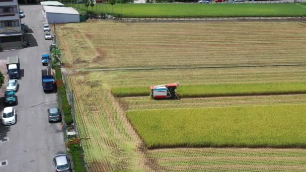 Aerial Drone Sliding Footage Cultivated Rice Paddy Field Farmer Harvesting — Vídeo de stock