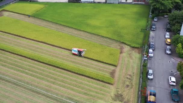 Imágenes Aéreas Drones Campo Arroz Cultivado Agricultor Cosechando Los Cultivos — Vídeo de stock