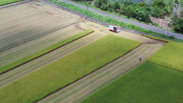 Aerial Drone Footage Cultivated Rice Paddy Field Farmer Harvesting Crops — Stock Video