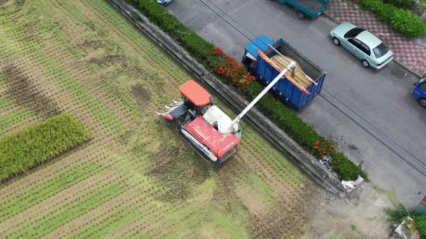 Aerial Drone Footage Cultivated Rice Paddy Field Farmer Harvesting Crops — Vídeo de stock