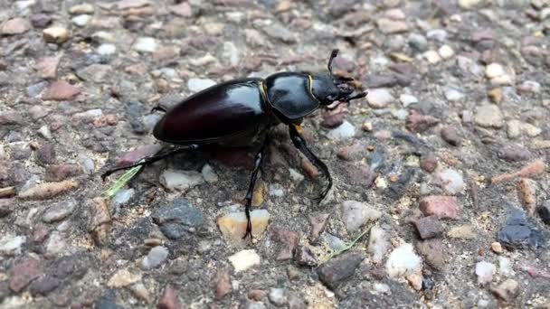 Female Stag Beetle Walking Path Park London — Stock videók