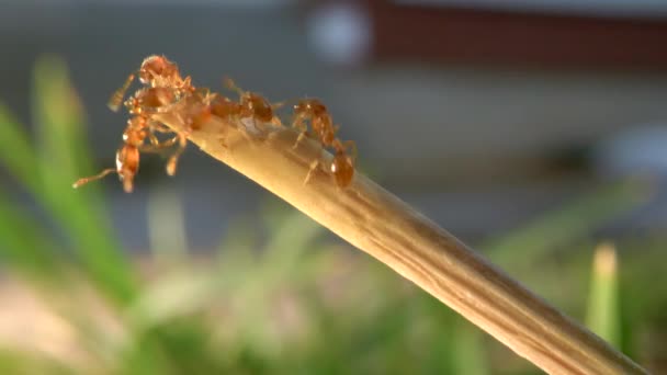 Ants Climbing Blade Grass Lawn Suburbs — Vídeo de stock
