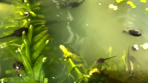 British Tadpoles Swimming Developing Frogs — ストック動画