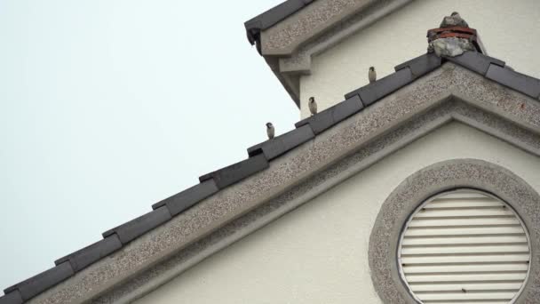 Tiny Little Sparrows Perching Frame Roof Top Practicing Social Distancing — Stock Video