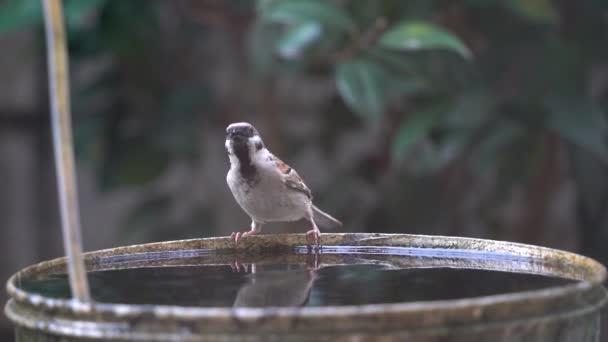 Little Sparrow Birdie Trinkt Und Taucht Wassereimer — Stockvideo