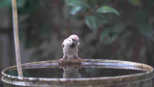 Zeitlupenaufnahmen Eines Kleinen Sperlings Birdie Beim Trinken Und Tauchen Wassereimer — Stockvideo