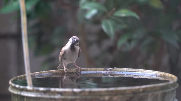 Little Sparrow Birdie Drinking Dipping Water Bucket — Stockvideo