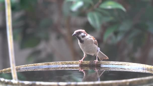 Πλάνα Από Ένα Μικρό Πουλί Sparrow Πίνοντας Και Βουτώντας Κουβά — Αρχείο Βίντεο