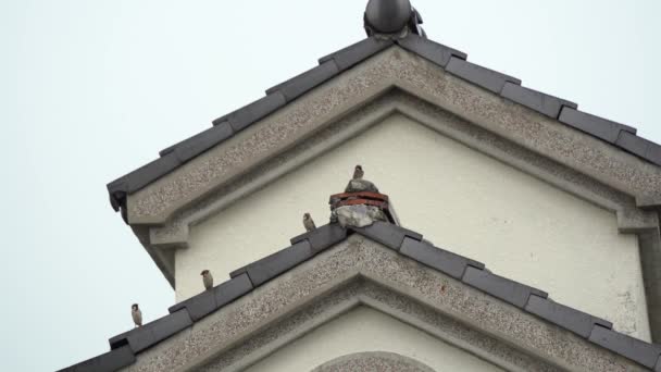 Tiny Little Sparrows Perching Frame Roof Top Practicing Social Distancing — Video Stock