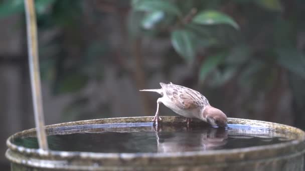 Slow Motion Footage Little Sparrow Birdie Drinking Dipping Water Bucket — Stockvideo