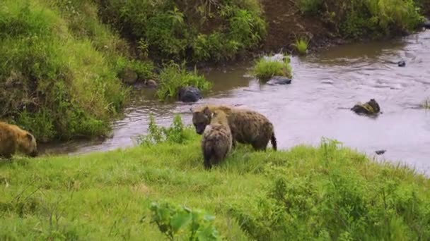 Family Hyenas Walks Shore Reservoir Next Stones Green Grass National — Vídeos de Stock