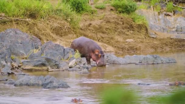Hippo Enters Pond Drinks Water While Other Hippos Swim Water — Video Stock
