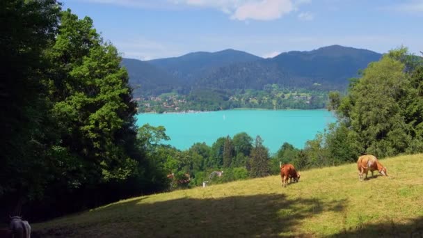Cows Eating Grass Green Meadow Turquoise Colored Tegernsee Alp Mountains — Video Stock
